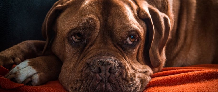 assurance chien chat âgés